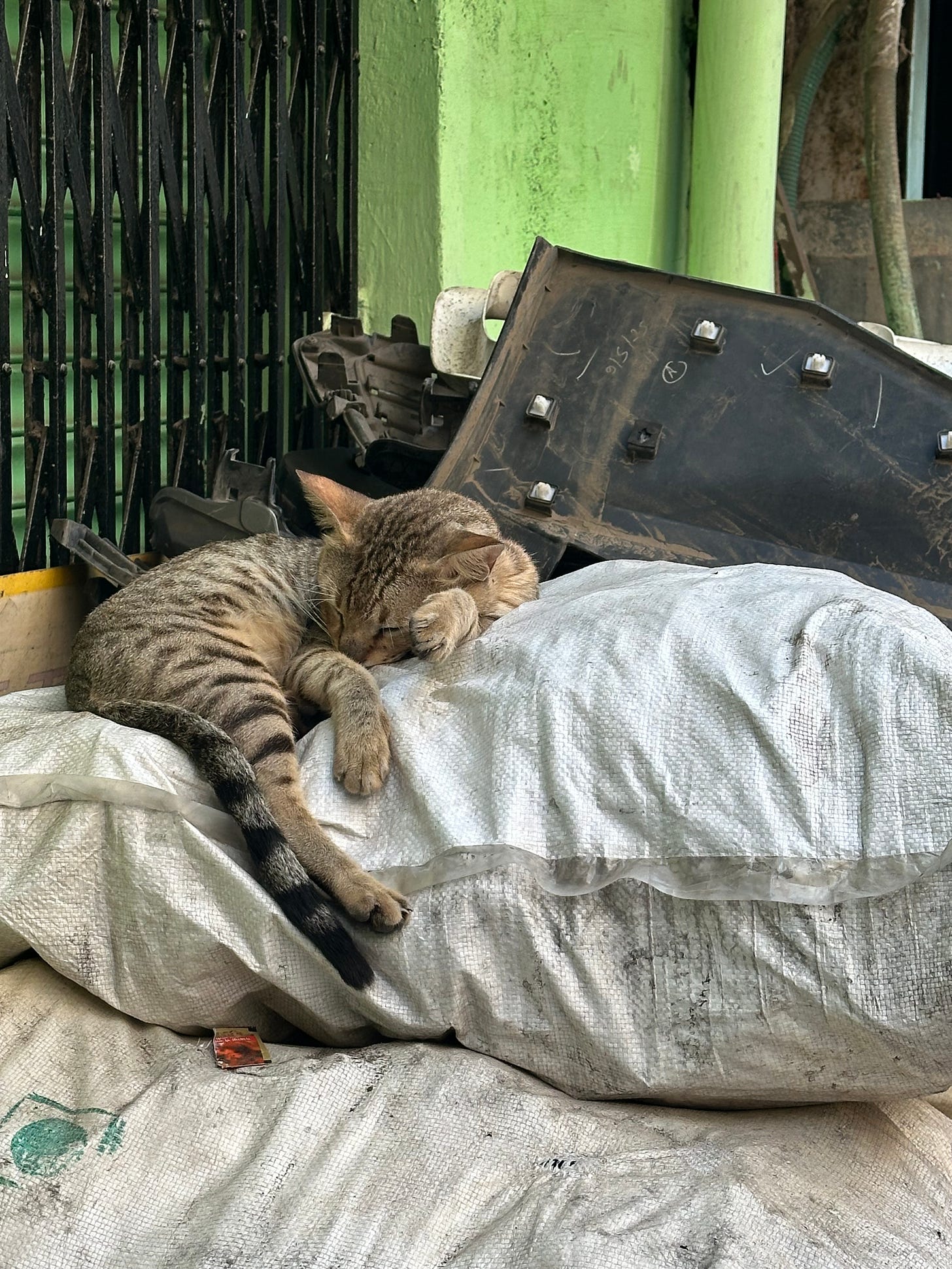 A feline friend at the factory A feline friend at the factory
