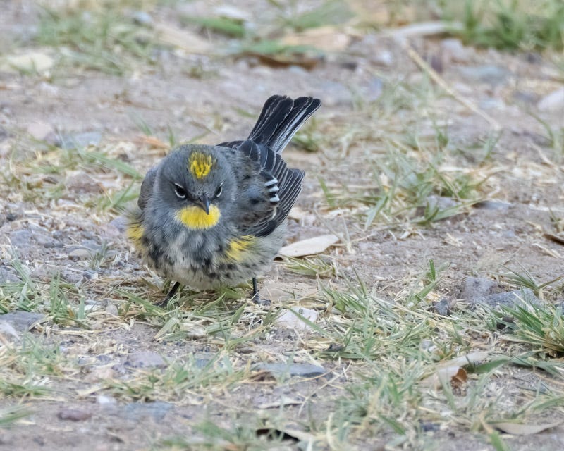 20250430-Chiricahuas-331-Edit.jpg 20250430-Chiricahuas-331-Edit.jpg
