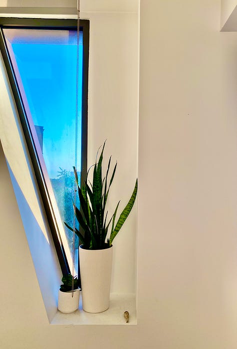 Lechuza planters