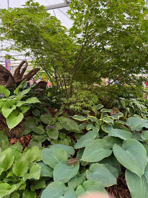 multi-stemmed trees of various species in gardens at the chelsea flower show