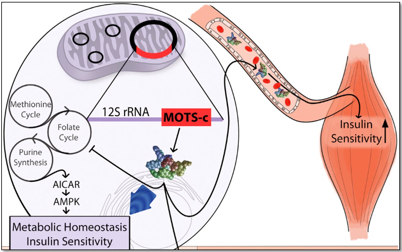 semaglutide diabetes type 2 Effects of Semaglutide on Stroke Subtypes in Type 2 Diabetes: Post Hoc  Analysis of the Randomized SUSTAIN 6 and PIONEER 6