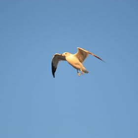 Death on the wing