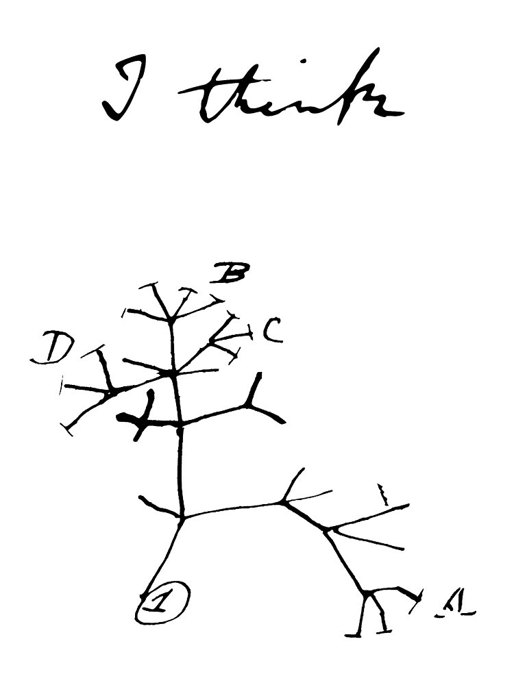 Darwin - Tree of Life - I Think Photographic Print Darwin - Tree of Life - I Think Photographic Print
