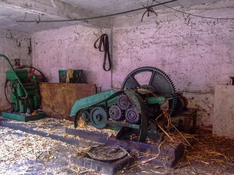 A metal machine with toothed gears crushes stalks of sugar cane on a floor covered with sugar cane detritus. A metal machine with toothed gears crushes stalks of sugar cane on a floor covered with sugar cane detritus.