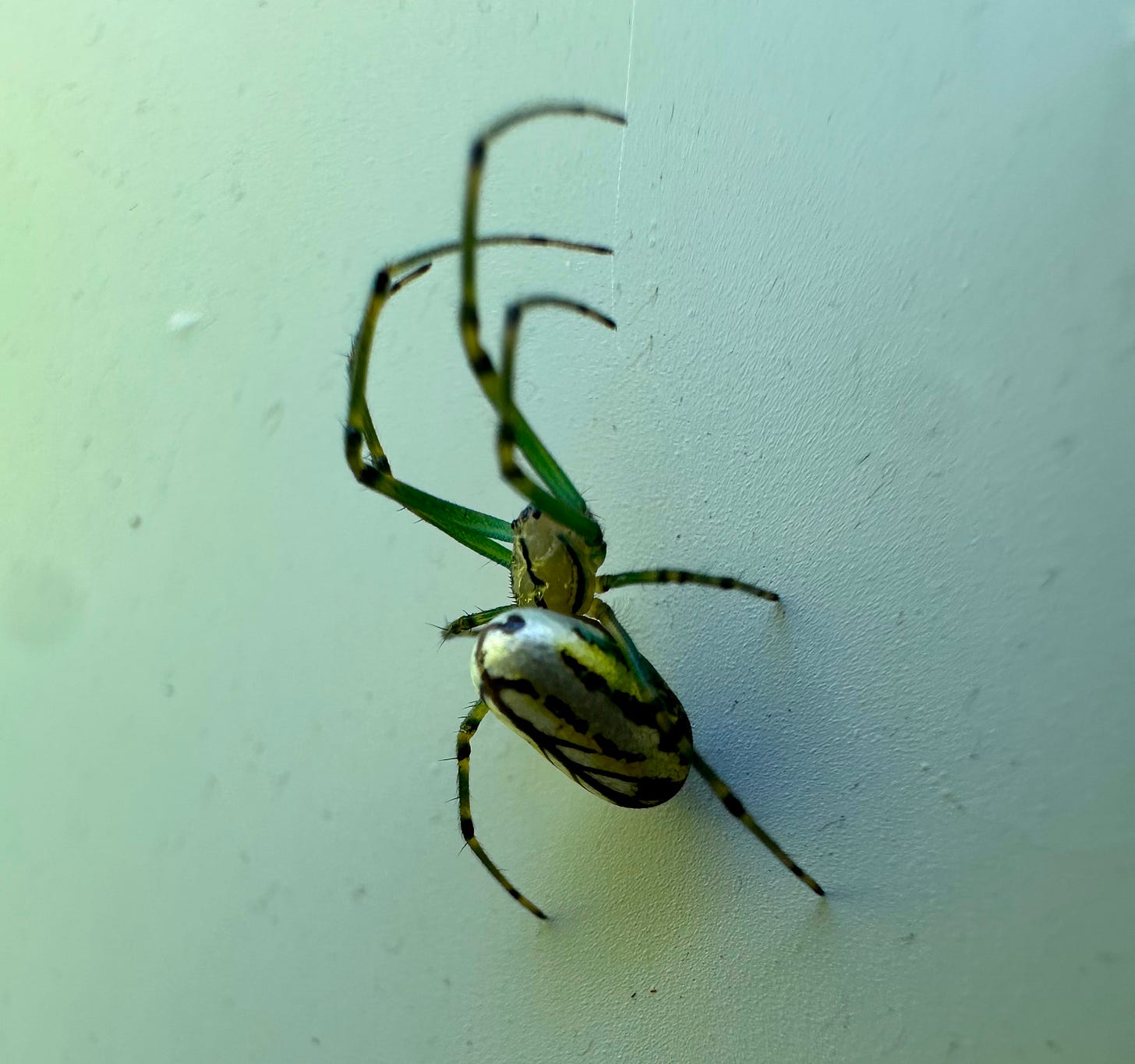 green and black spider on a wall