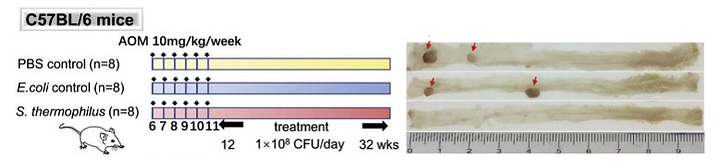 Streptococcus thermophilus and its Secreted Molecules for the Prevention of Colorectal Cancer