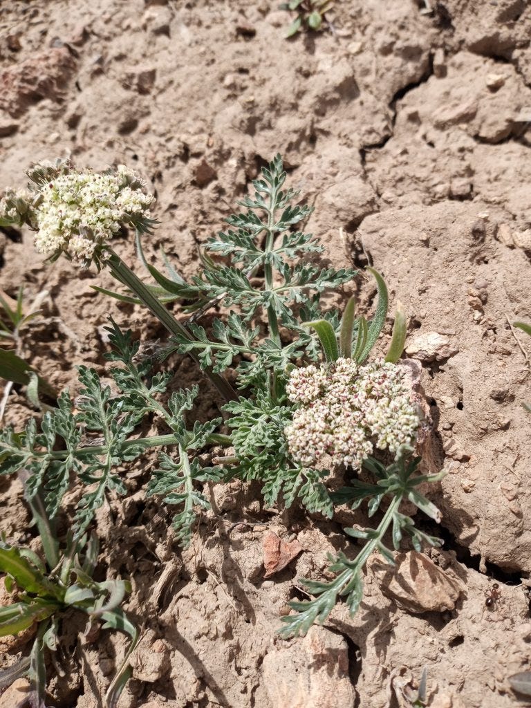 Photo 8: Lomatium nevadenses in cracked earth niche under powerlines