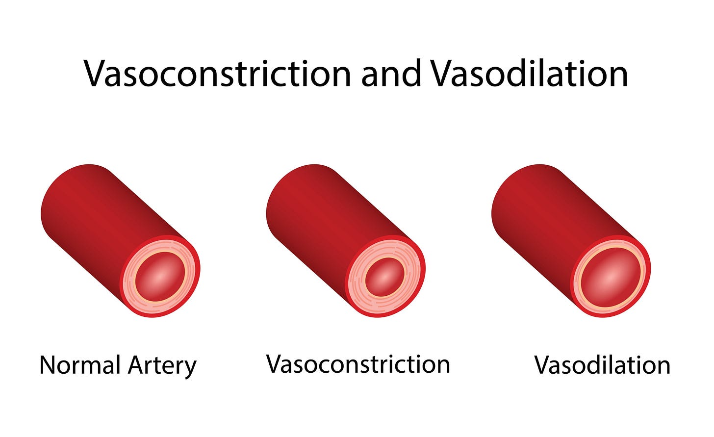 Image of vasodilation and vasoconstriction mechanism