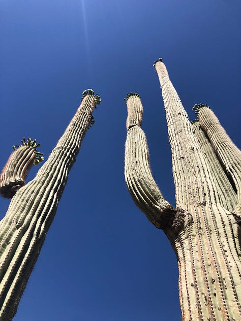 Cacti against blue sky, blonde woman in pink shirt, calm sunny lobby, and a sign that reads, "Take a long, slow, deep breath."