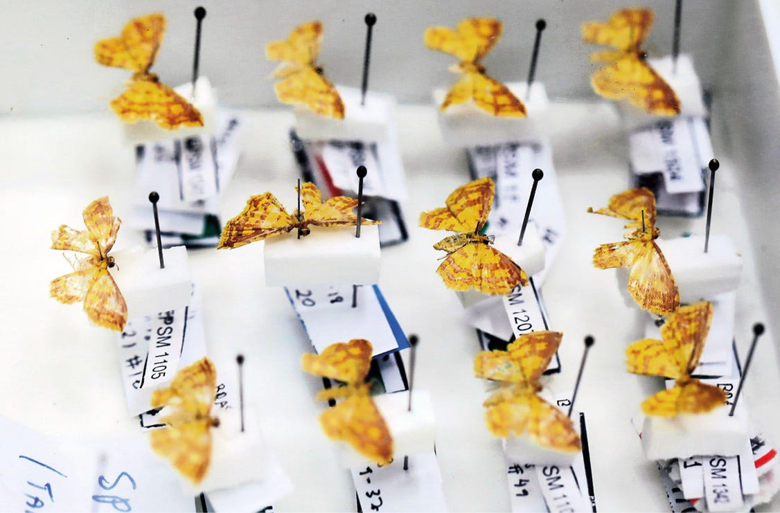 Várias borboletas amarelas com manchas alaranjadas estão organizadas em fileiras dentro de uma caixa branca. Cada borboleta está fixada por um alfinete preto em um pequeno suporte de isopor, que também contém etiquetas de identificação com números e letras. A imagem foca nos detalhes das asas das borboletas e nas etiquetas abaixo delas.