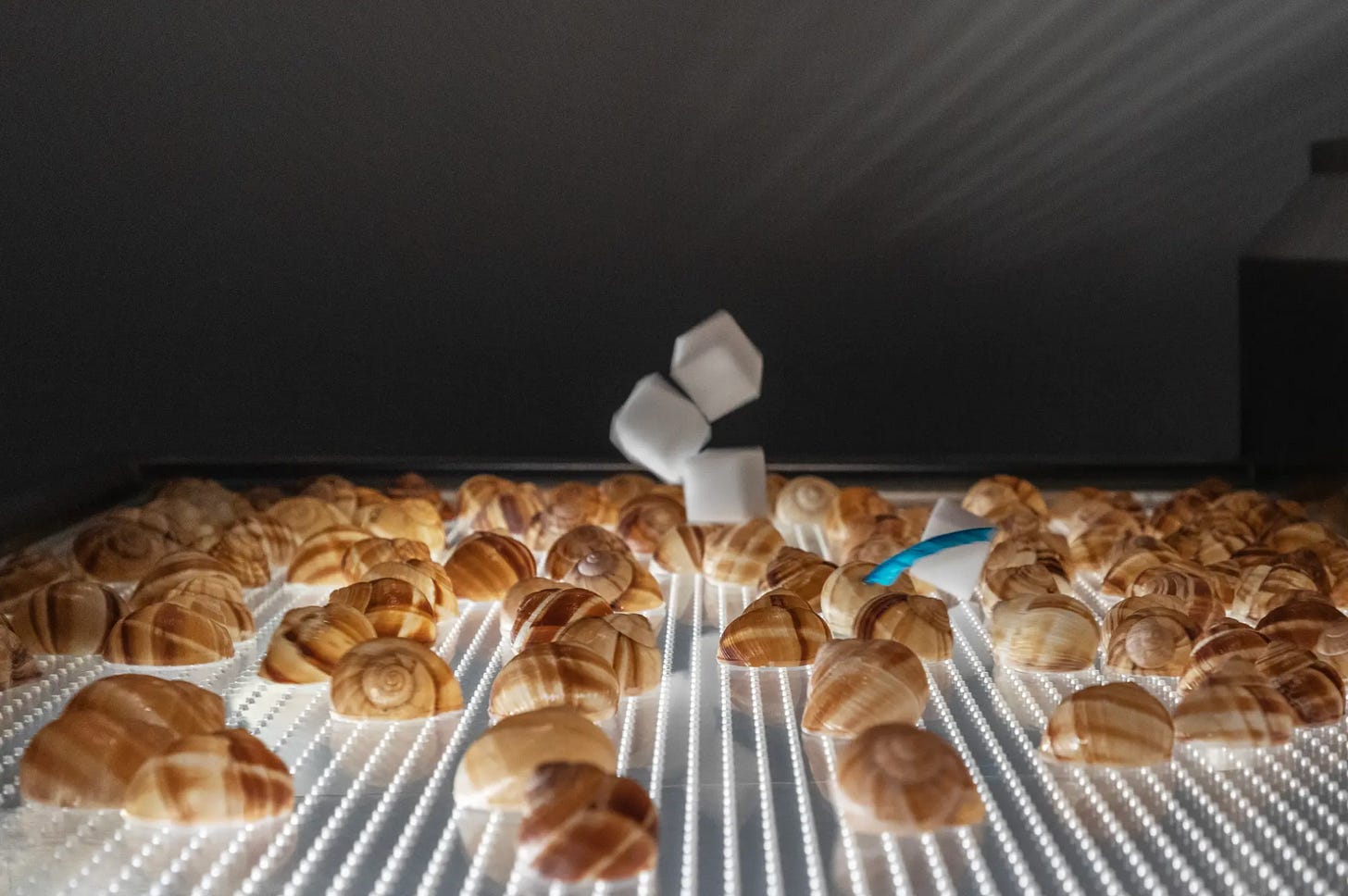 A luminous surface of perforated glass supports a cluster of large, empty snail shells. Four white foam cubes are dancing in the air above them.