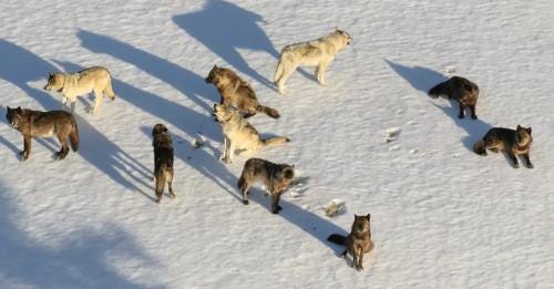 Yellowstone wolves and media-determinism