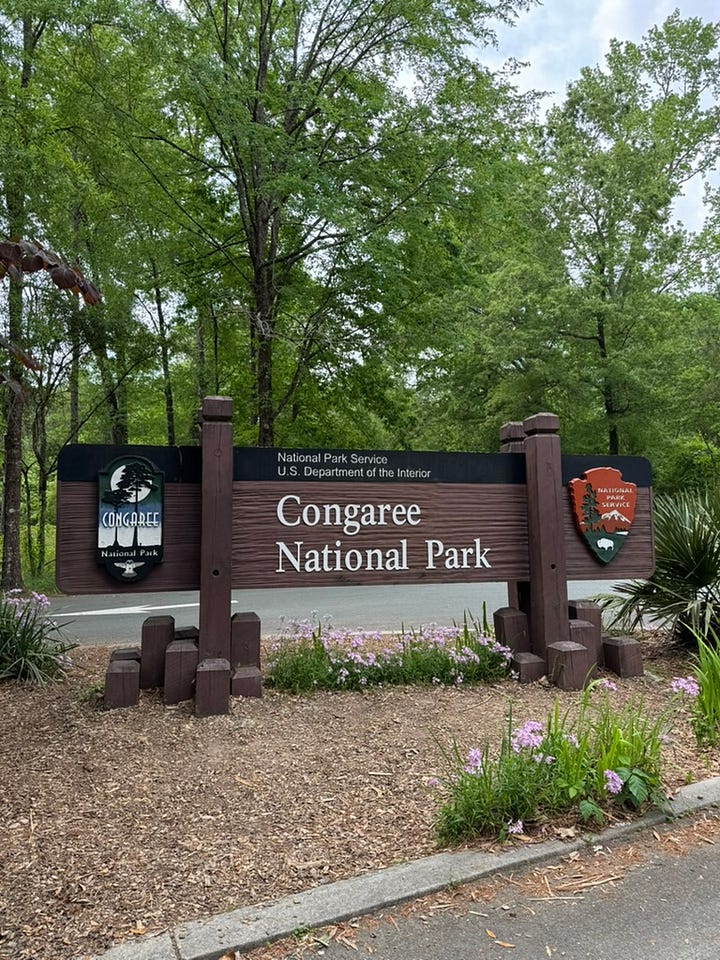 Congaree National Park entrance sign and me in a field of longleaf and loblolly pine
