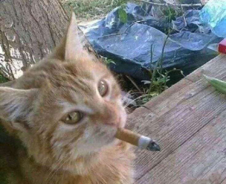 A Love Song to Nicotine