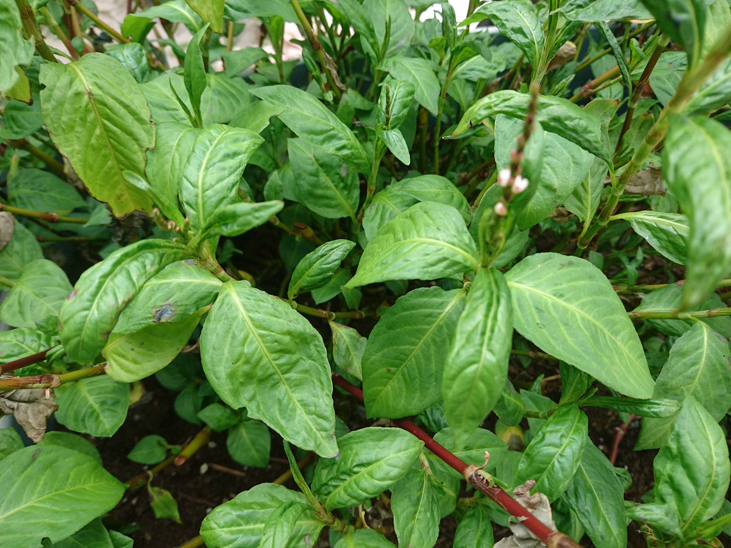 Happier indigo leaves with a medium green colour and one stalk of blooms growing in the foreground out of focus