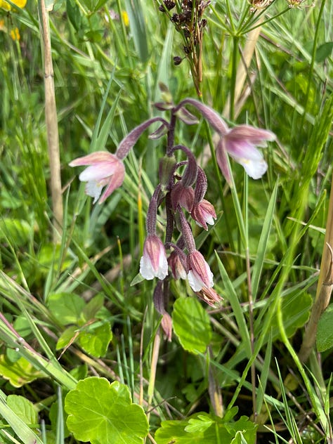 Common Blue butterfly, Pink Cats-tail, Marsh Orchid, Strawberry Clover, Water Mint, Yellow Rattle, Grass of Parnassus, and Red Admiral on Hemp-agrimony.