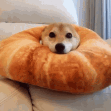 Dog Ears GIFs | Tenor
