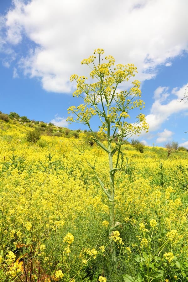 Israel Mustard Flower Stock Photos - Free & Royalty-Free Stock Photos from  Dreamstime
