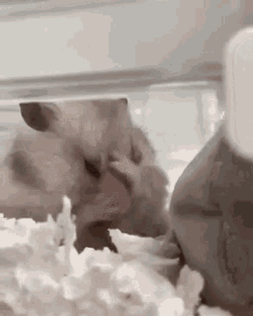 frustrated hamster