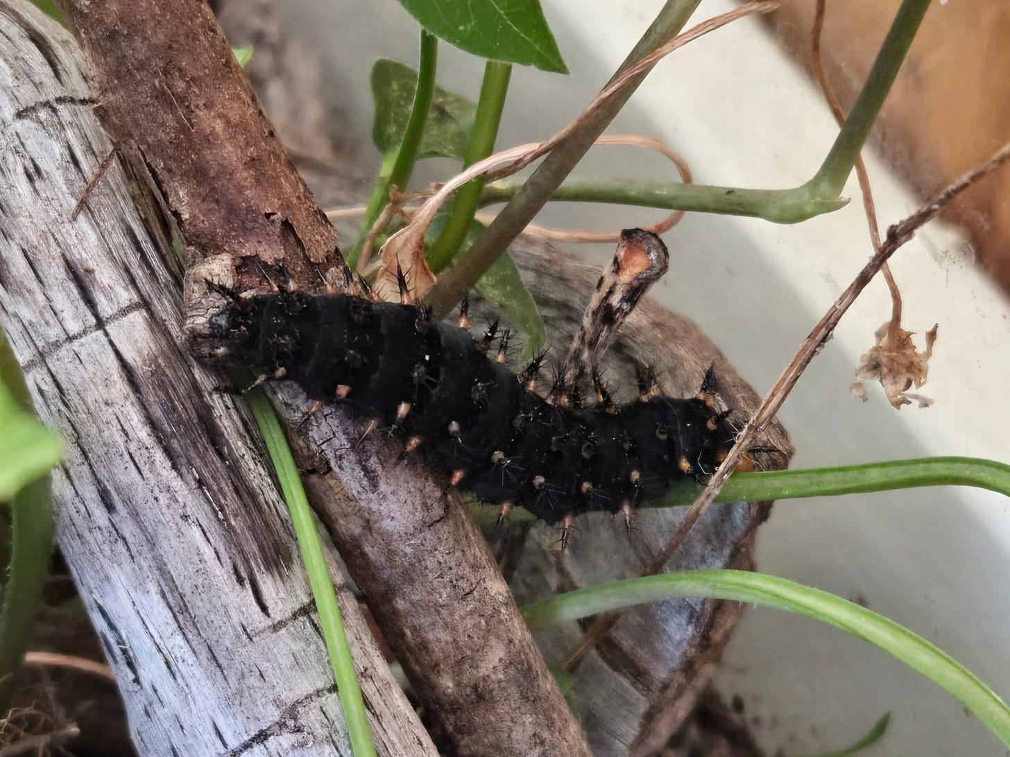 Photo of a Great Spangled Fritillary caterpillar.
