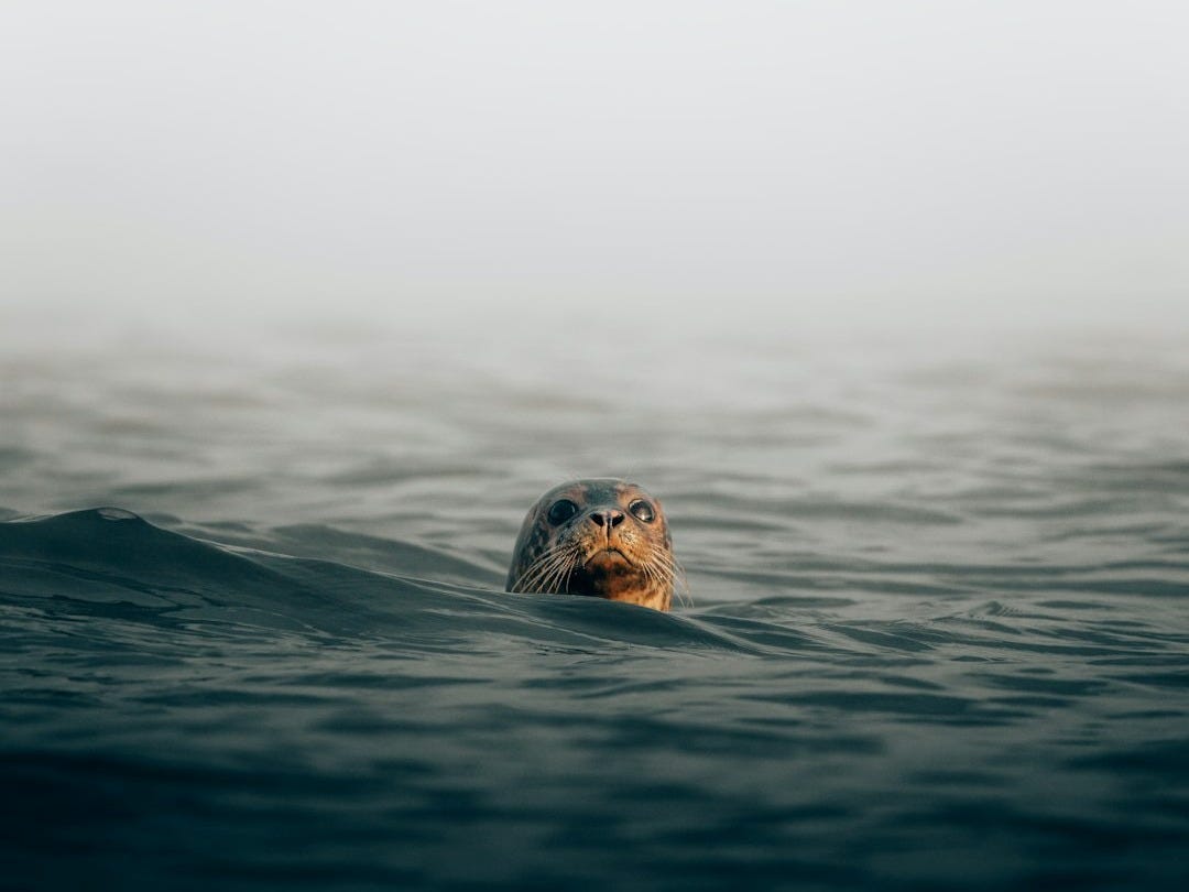 a sea turtle swimming in the ocean on a foggy day a sea turtle swimming in the ocean on a foggy day
