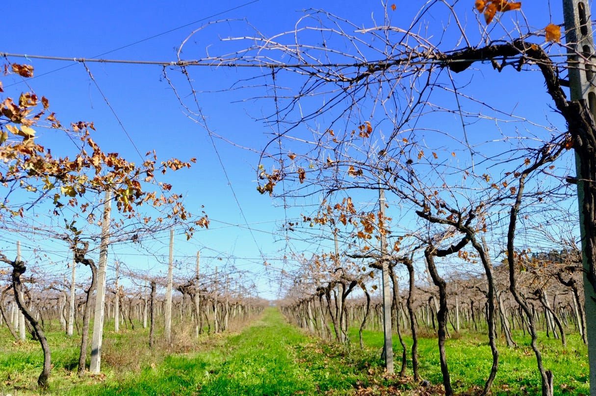 Pergola trellising in Bardolino