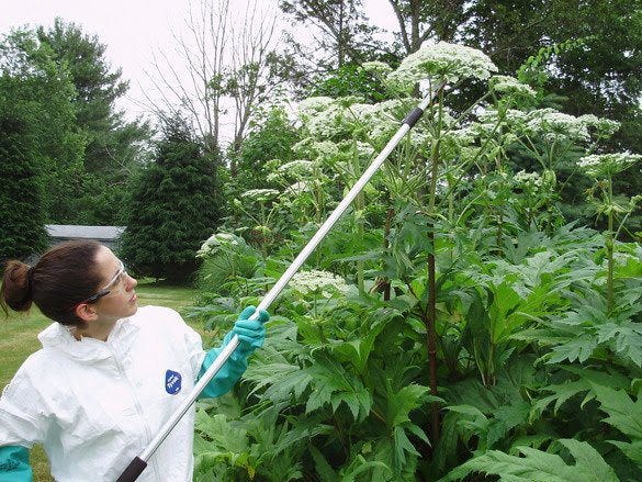Field technician cutting off flower heads to prevent the spread of giant hogweed.