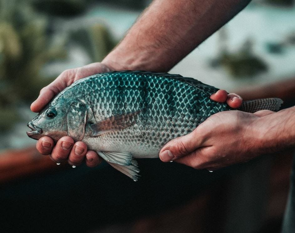 Mulher na Califórnia perdeu membros após comer tilápia estragada. Mulher na Califórnia perdeu membros após comer tilápia estragada.