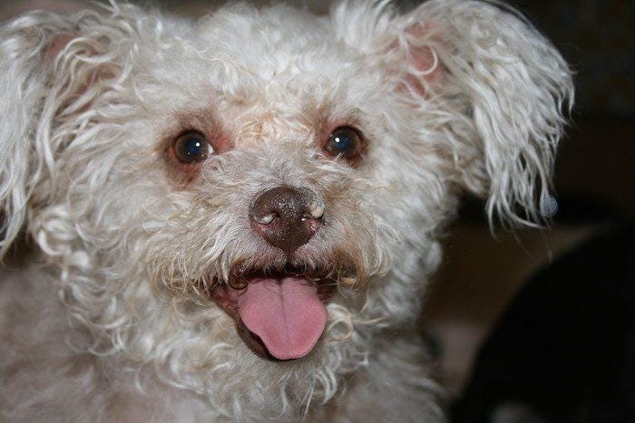This the kinda crusty white dog Cody reminds me of that every semi-rich ... This the kinda crusty white dog Cody reminds me of that every semi-rich ...
