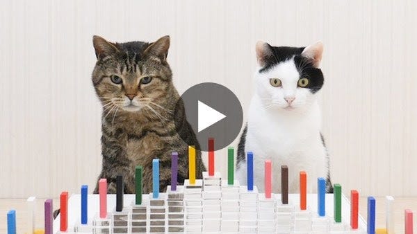 Cats and Domino