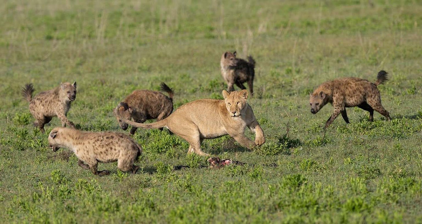 Lion defending a kill