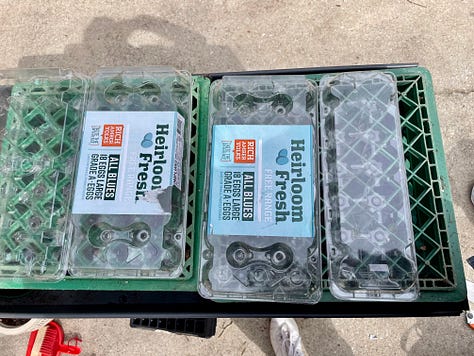 seed starting with egg cartons