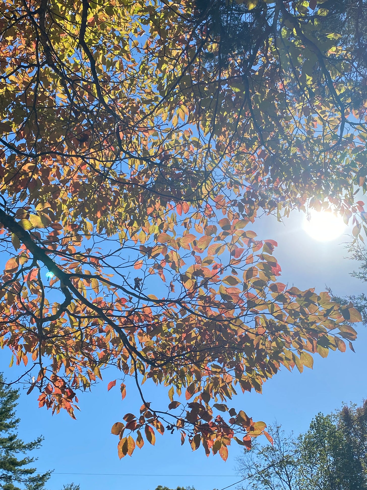 the leaves of a dogwood tree fill the frame, with the blue sky in the background, and the sun shining on the right side, through a gap in the leaves
