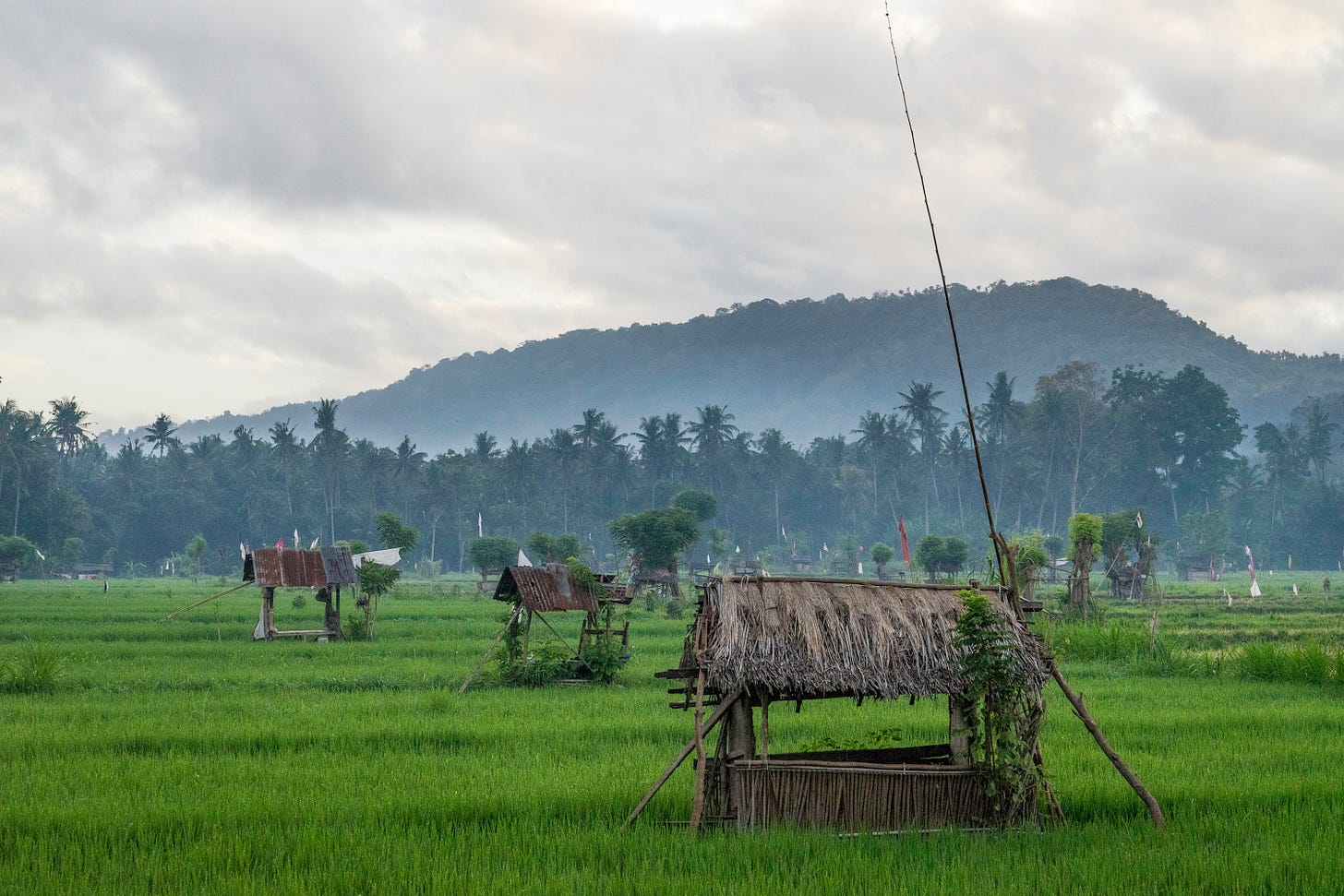 Bali rice field