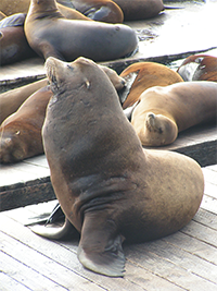 Walruses lazing around at Pier 39
