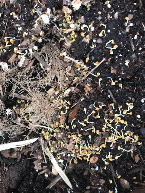 Red Clover sprouts