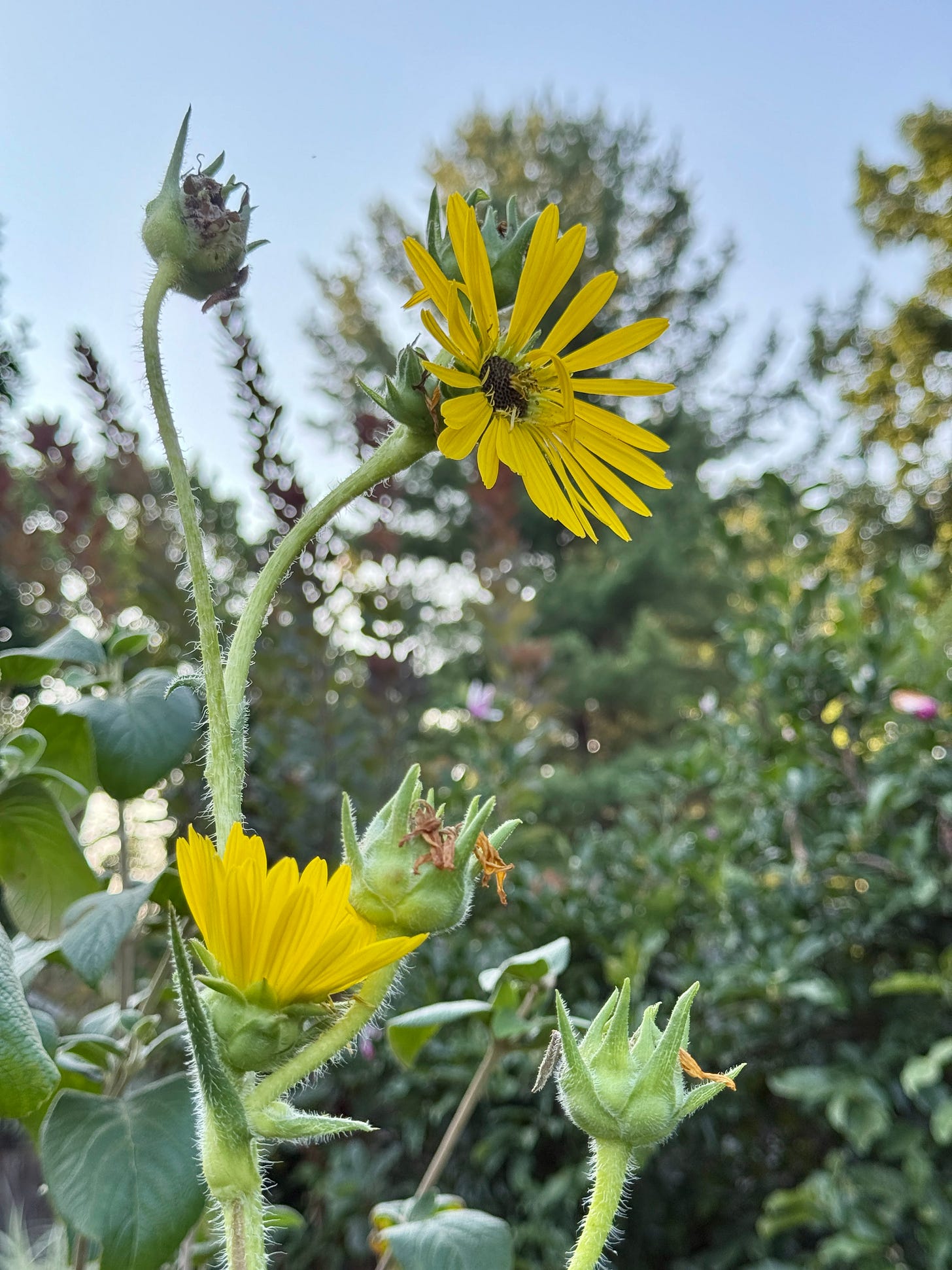 Another vibrant yellow in the Long Border this month is the Compass plant, Silphium laciniatum. I am going to move them next year to give them a bit more room after several years of bulking up. 