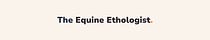 The Equine Ethologist