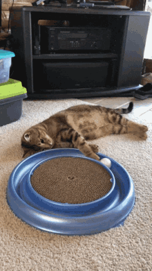 a cat laying on the floor next to a cardboard scratching board a cat laying on the floor next to a cardboard scratching board