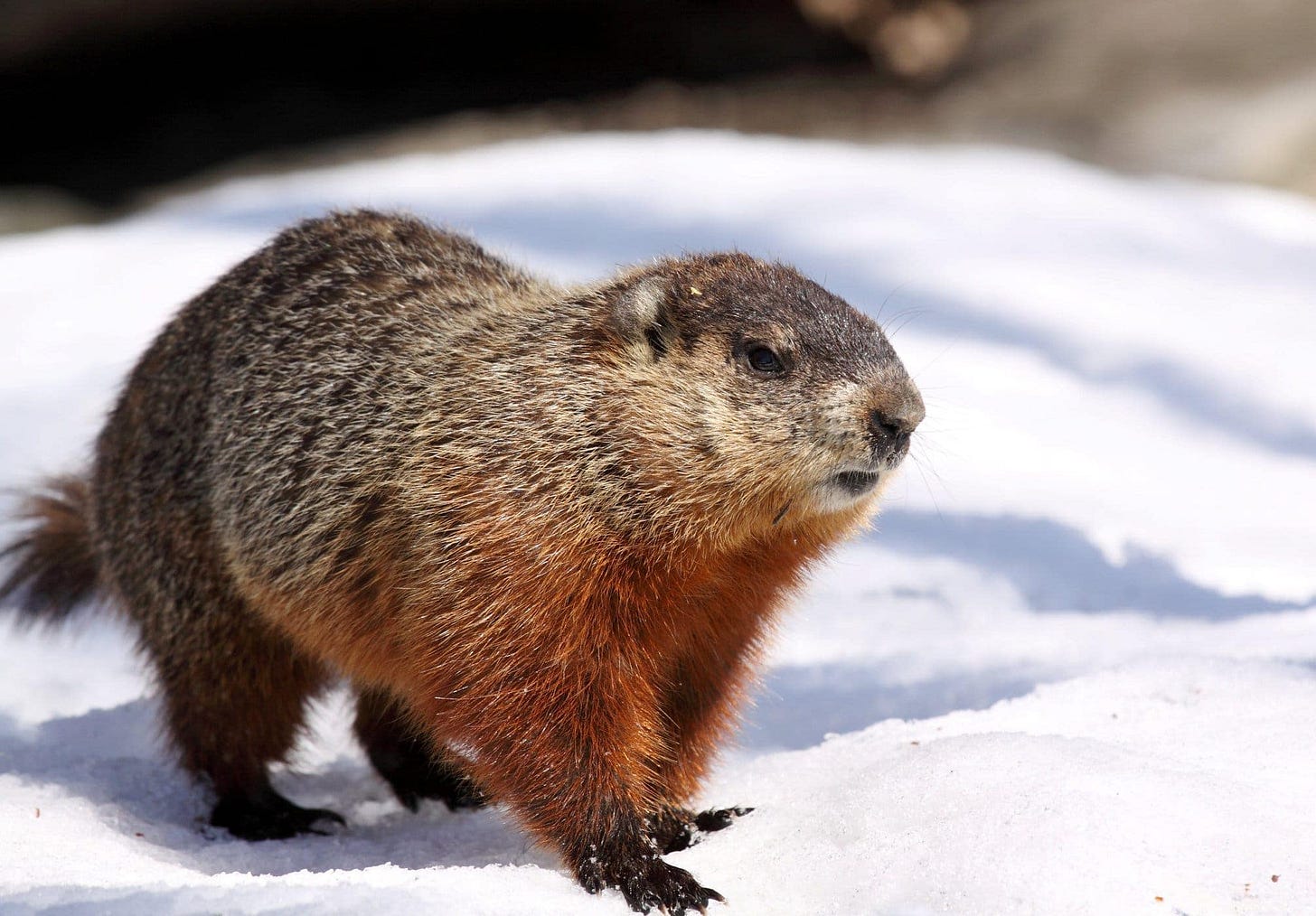 Forget Forecasting — Appreciate What Groundhogs Can Actually Rock - Scenic Hudson Forget Forecasting — Appreciate What Groundhogs Can Actually Rock - Scenic Hudson