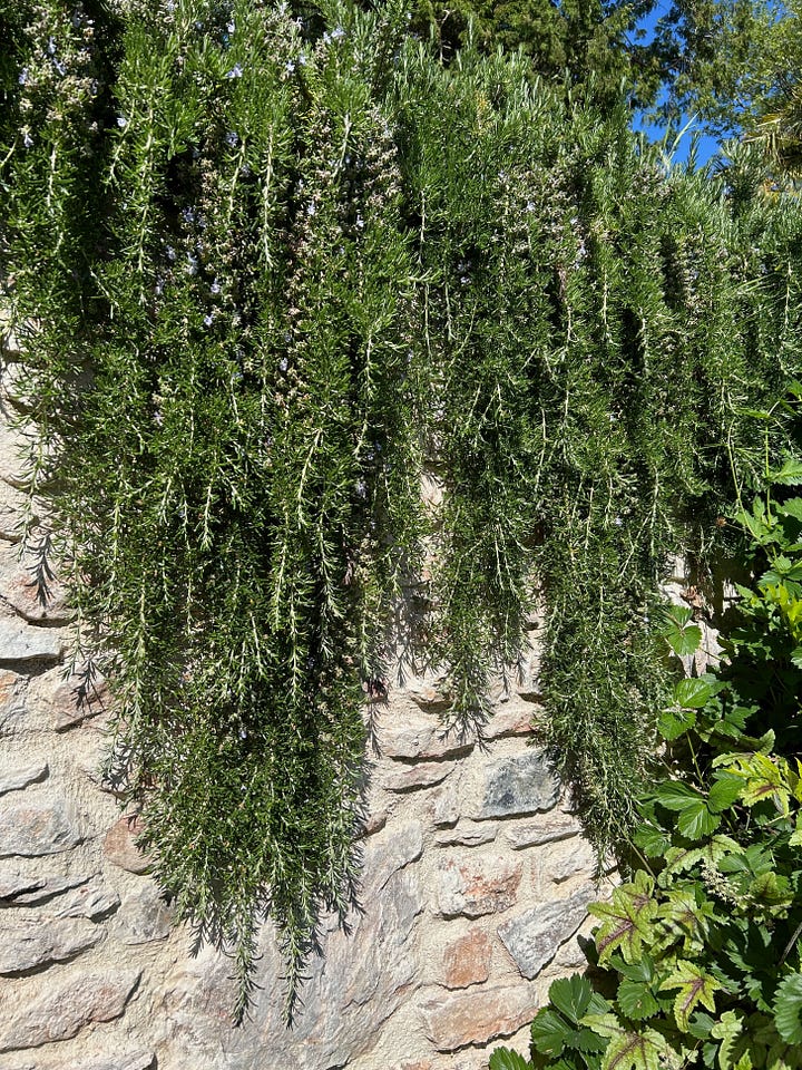 Rosemary (Salvia rosmarinus) research notes