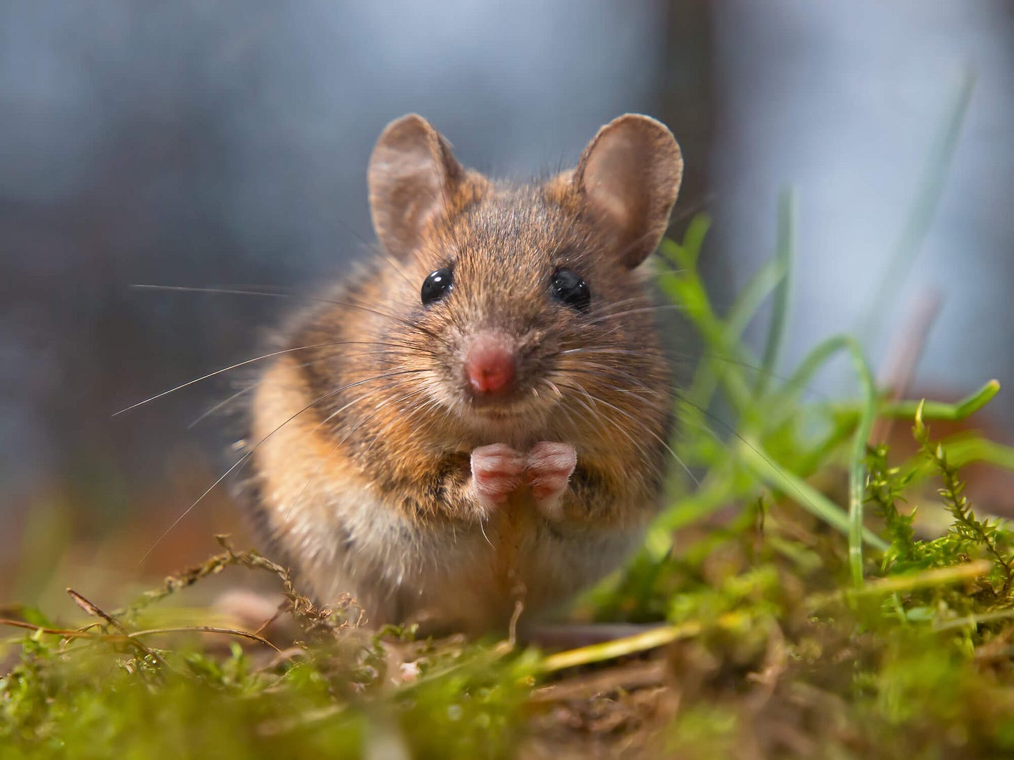 Types of Mice in the UK: A Guide to Common Mouse Species - Combat Pest  Control