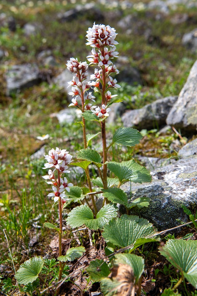 Several slender reddish flower stalks rise from a low clump of round, scalloped, deeply veined green leaves, each stalk carrying small white flowers with dark reddish centers. Behind, out-of-focus tundra and a lichen-spotted rock catch bright sun.