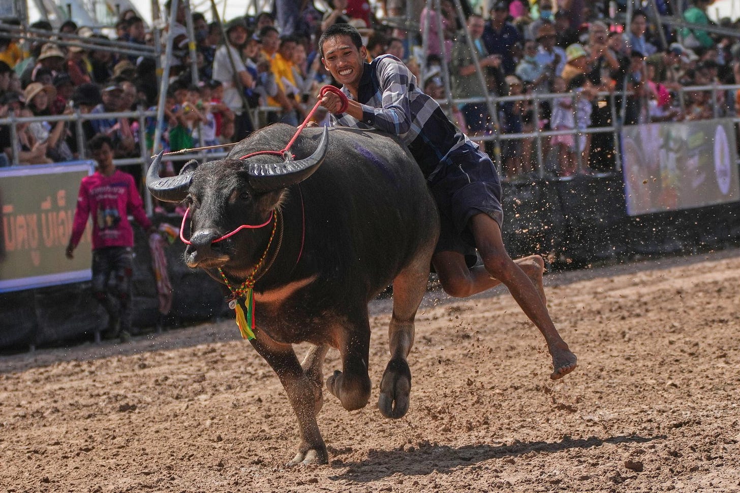 A Thai buffalo rider loses his balance and falls in a sprint event during the annual water buffalo racing festival in Chonburi, Thailand, on Monday. (AP Photo/Sakchai Lalit)