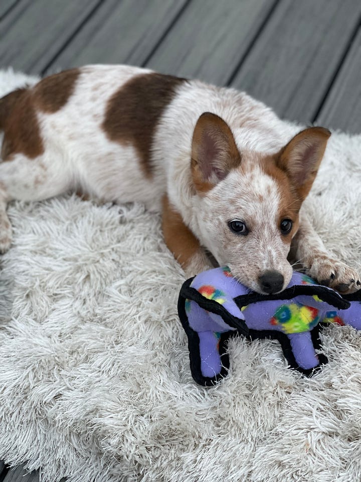 a red heeler Australian Cattle Dog as a puppy with a toy and at three years old in the snow