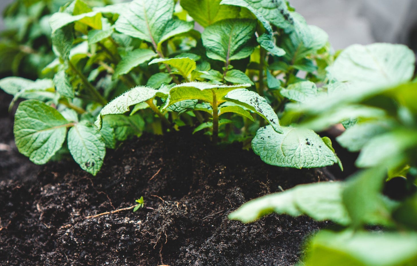 young plant in rich soil young plant in rich soil