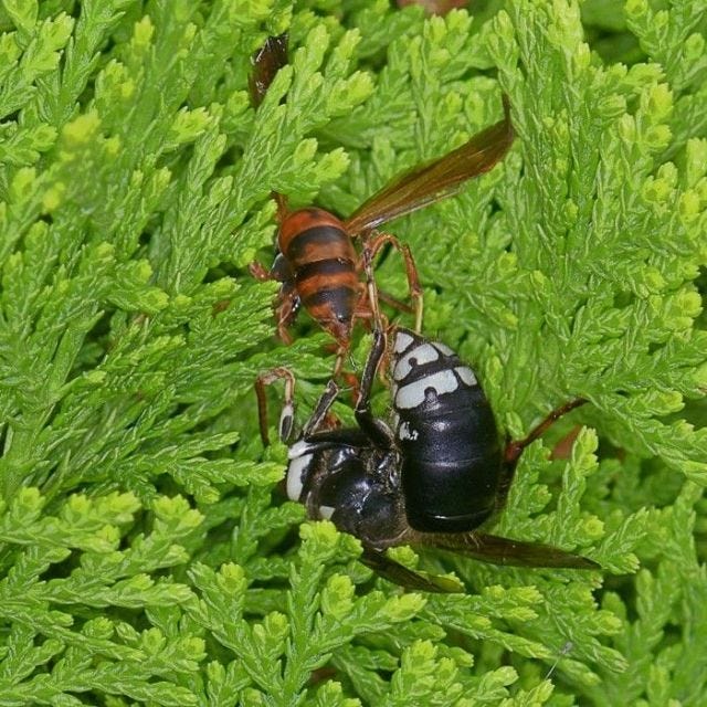 4• Battle: Bold-faced hornet vs Paper wasp