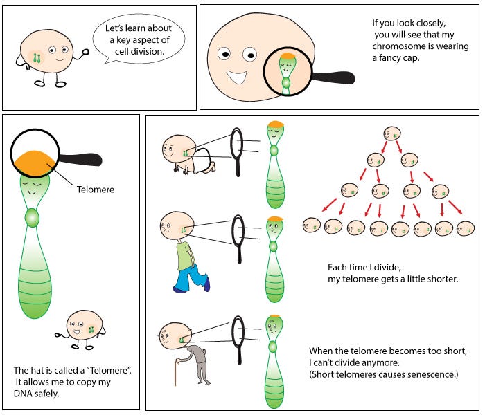 https://upload.wikimedia.org/wikipedia/commons/a/ad/Telomere_end_replication_problem.jpg