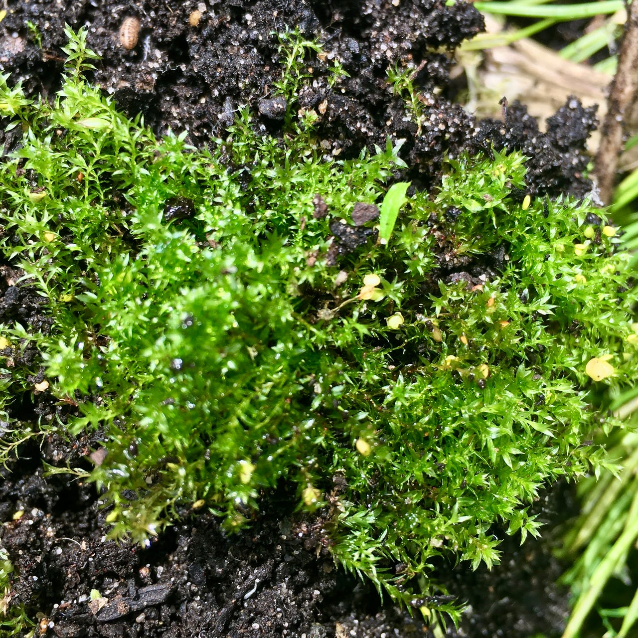 Artwork for Moss by IMCY Wallace