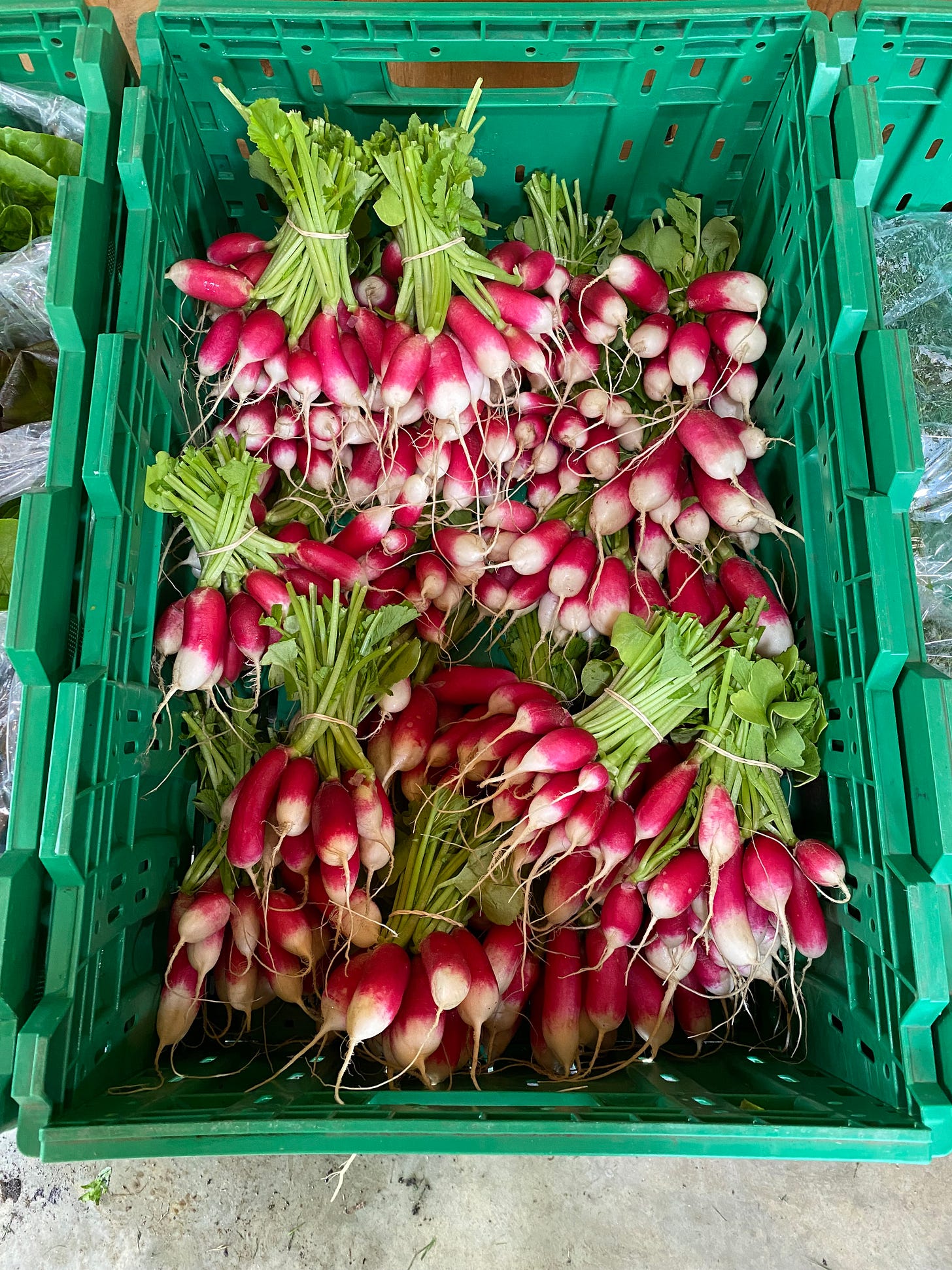 Pristine radishes at Four Seasons Farm Pristine radishes at Four Seasons Farm
